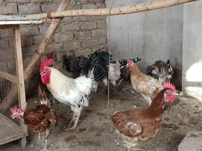 Misri breed female & 1 male