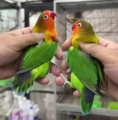 Top Quality Lovebirds Breeder Pairs Setup For Sale !!