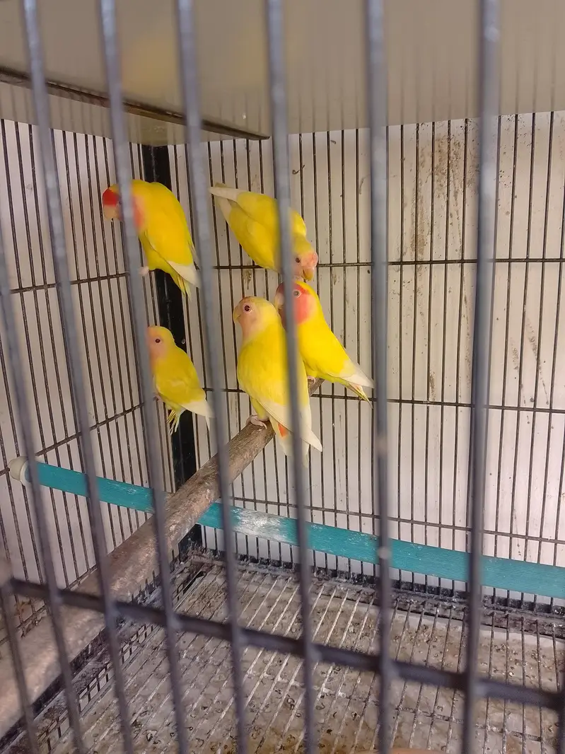love birds, cocktail,buggies — photo 3