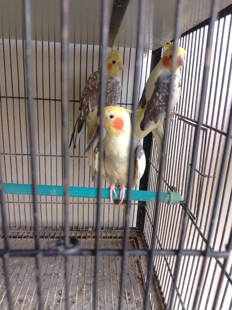 love birds, cocktail,buggies — photo 4