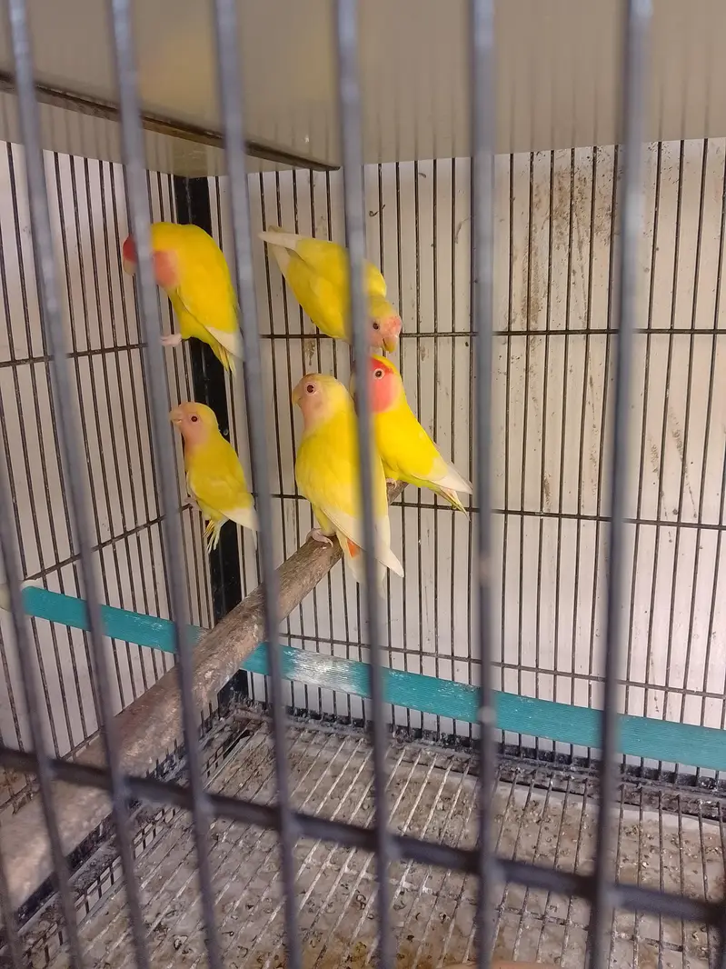 love birds, cocktail,buggies — photo 5