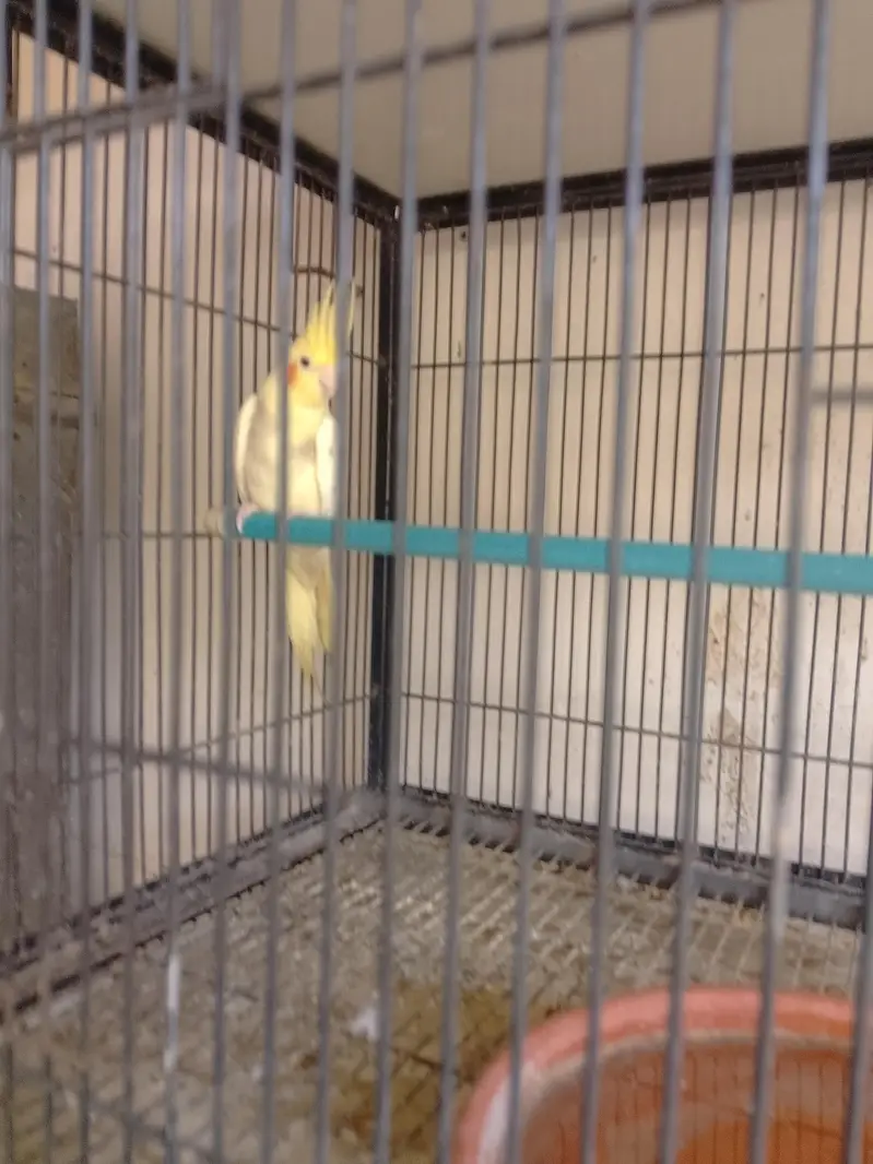 love birds, cocktail,buggies — photo 10