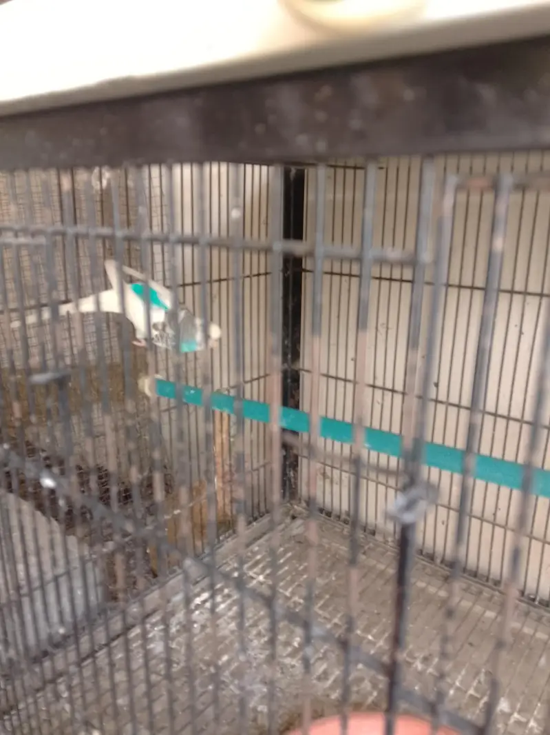 love birds, cocktail,buggies — photo 11