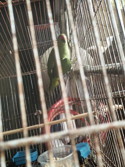 parrot 7 months ka hai