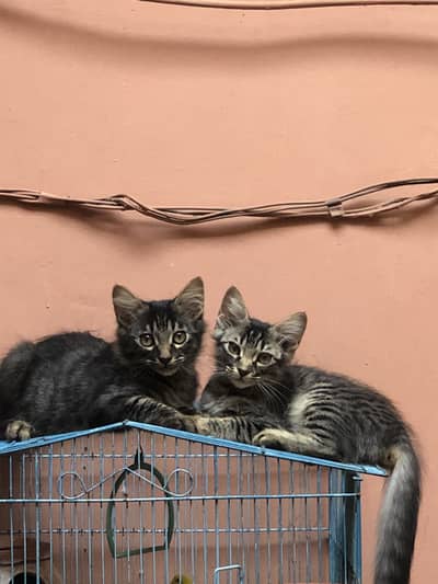 Cats pair