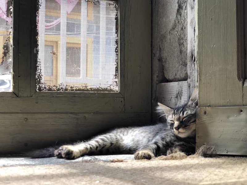 Cats pair 1