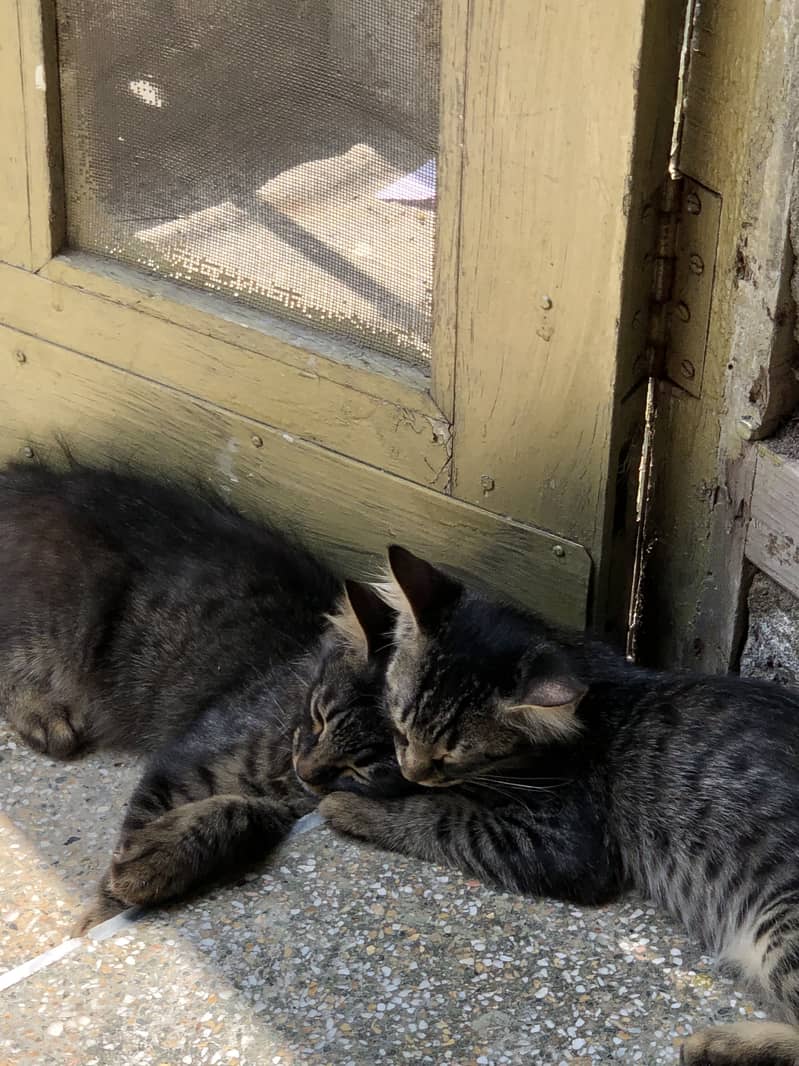 Cats pair 3