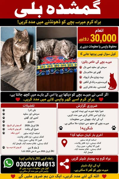 Missing male cat in faizabad GM abad Faisalabad