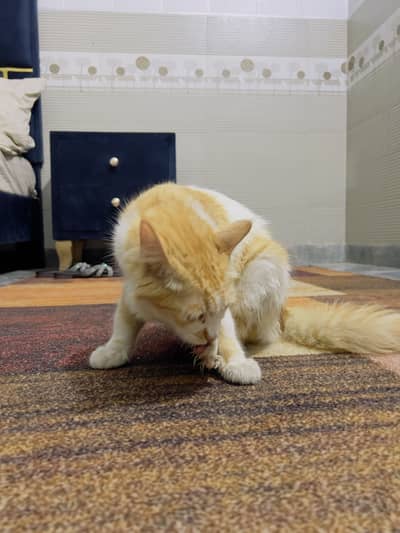 Mixed breed Ginger & White Cat