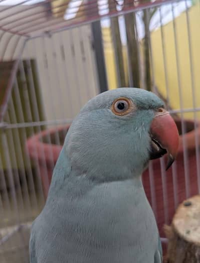 Blue Female Ringneck for Sale