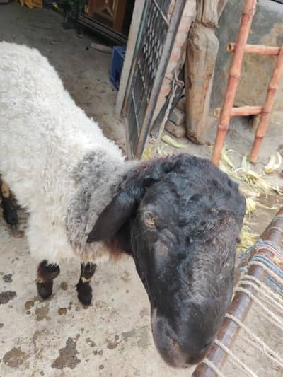 sheep for sale