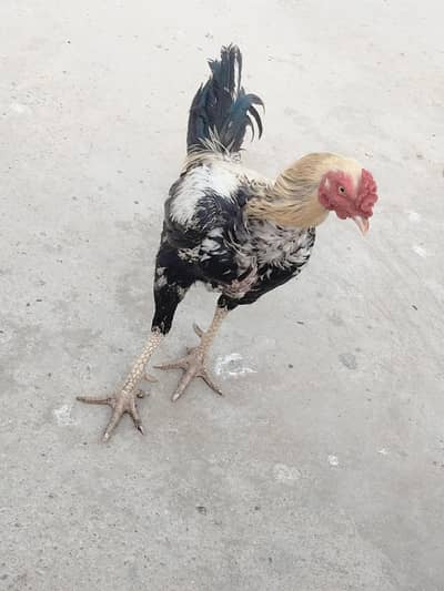 Murga