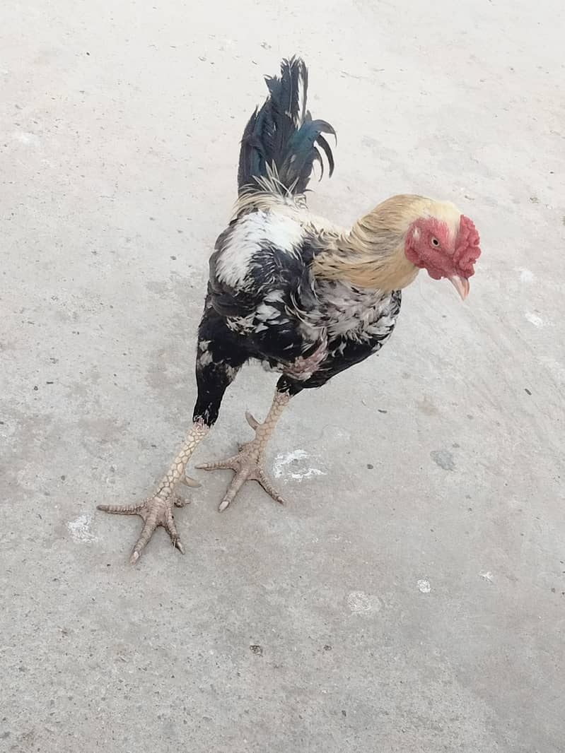 Murga 0