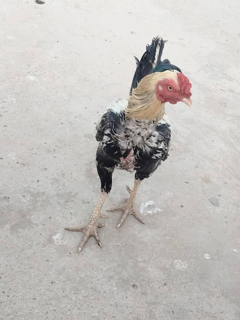 Murga 1