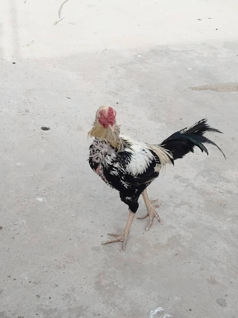 Murga 2