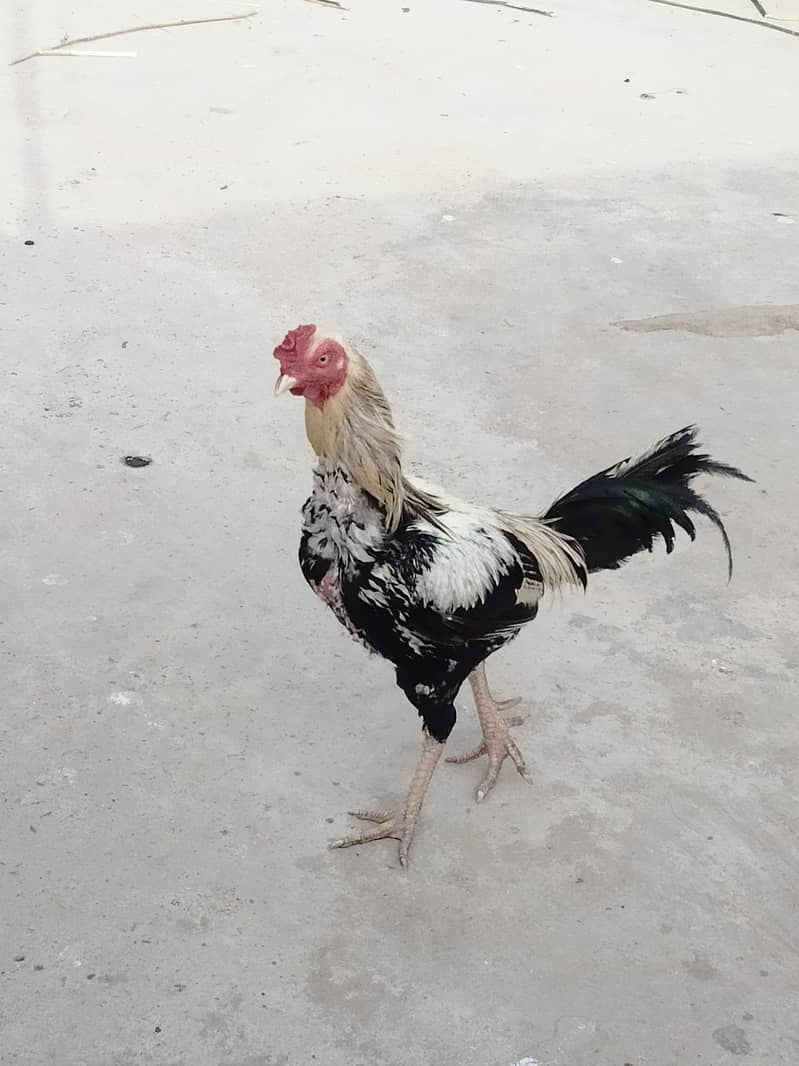 Murga 3