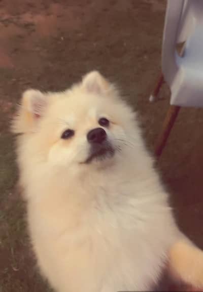 Pomeranian (German Spitz)