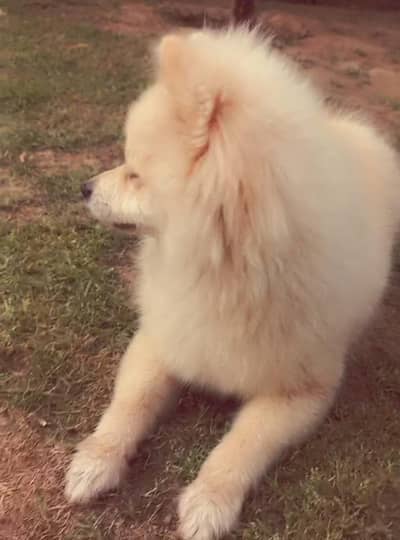 Pomeranian (German Spitz)