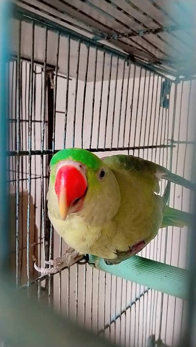 raw Pahari parrot