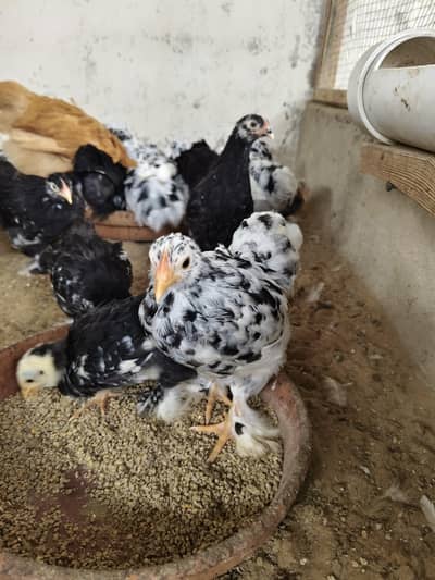 mottled Cochin bantam pullets