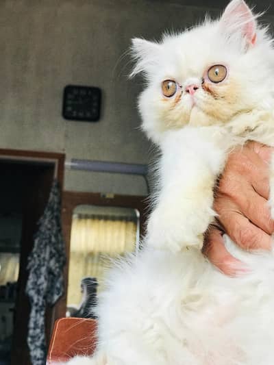 Peke Kittens Available for Sale