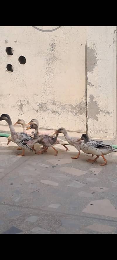 Desi duck chiks for sale