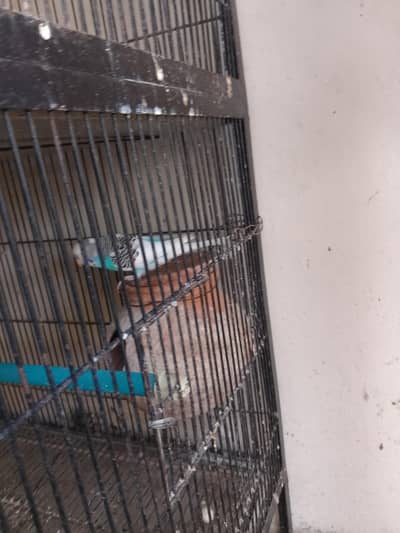 love birds, cocktail