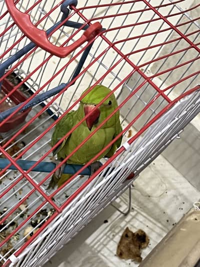 Green Talking Female Breeder Parrot with Cage and 2 months food