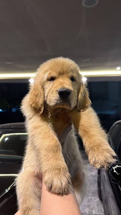 American golden retriever