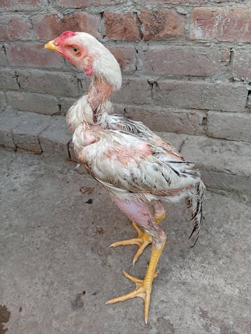 java aseel chicks 0