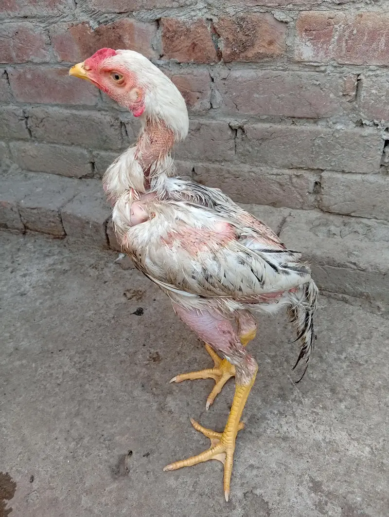 java aseel chicks