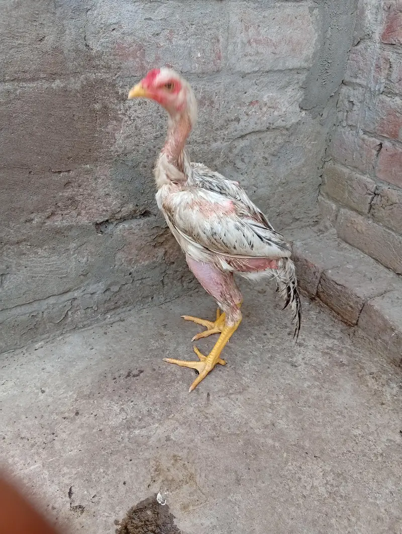 java aseel chicks — photo 2
