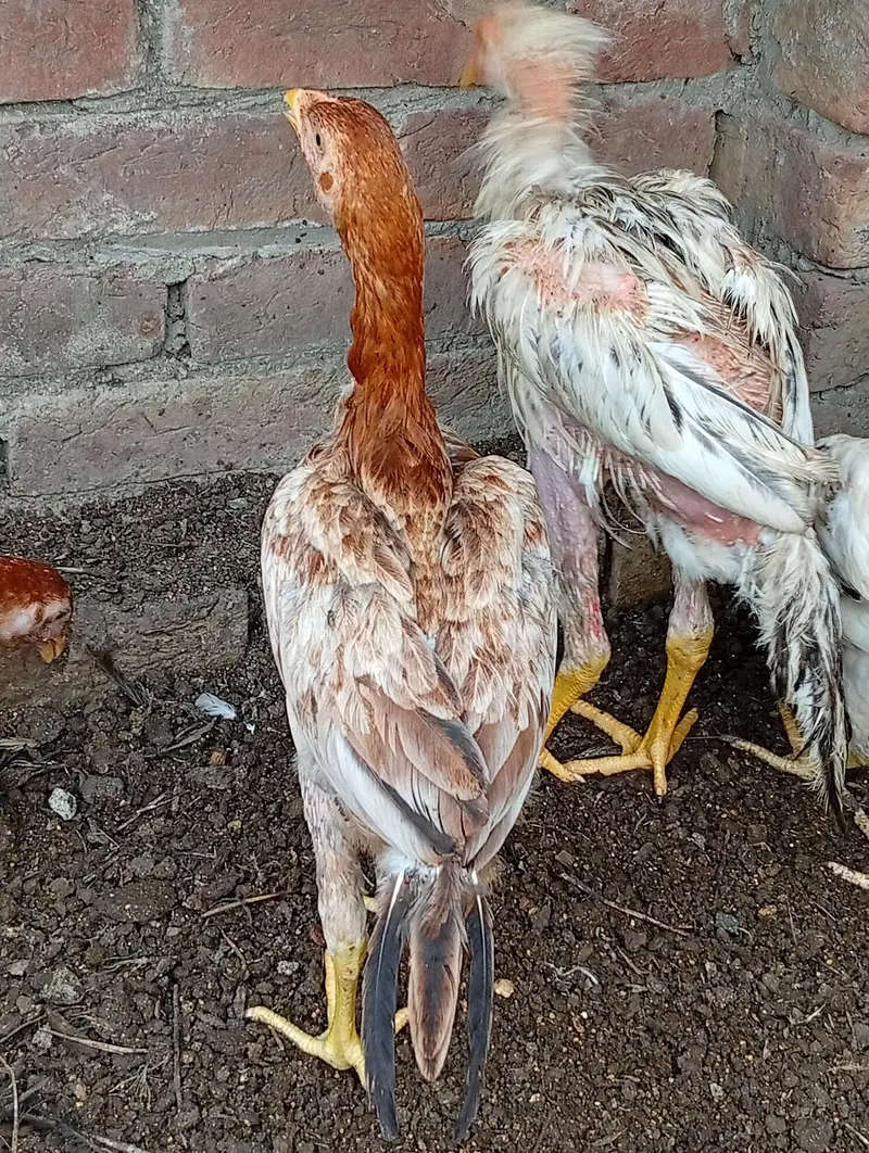 java aseel chicks — photo 3