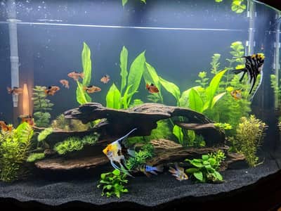 aquarium sand , gravel, aquarium live plants , aquarium soil, fishes