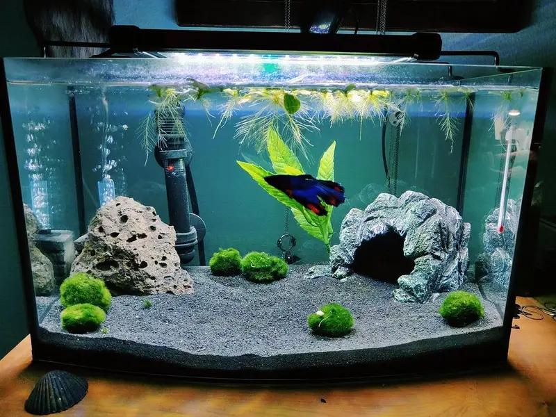 aquarium sand , gravel, aquarium live plants , aquarium soil, fishes — photo 2