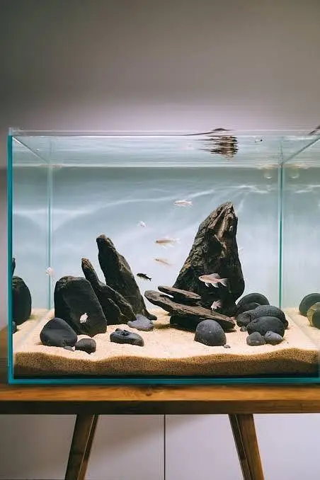 aquarium sand , gravel, aquarium live plants , aquarium soil, fishes — photo 3