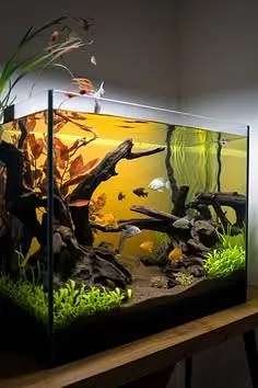aquarium sand , gravel, aquarium live plants , aquarium soil, fishes — photo 5
