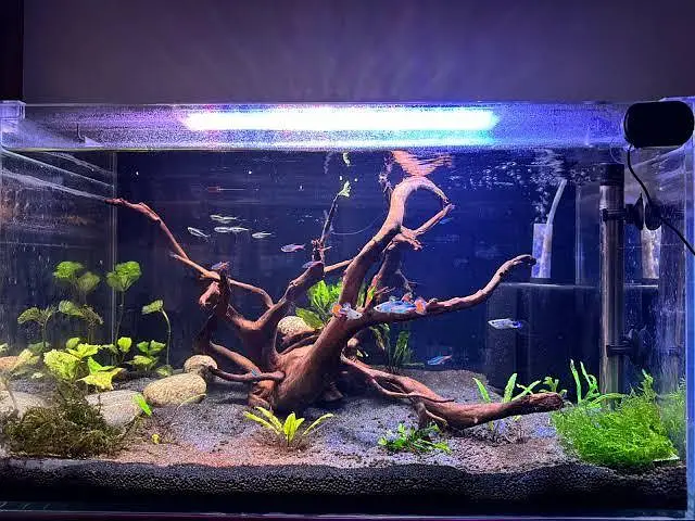 aquarium sand , gravel, aquarium live plants , aquarium soil, fishes — photo 6