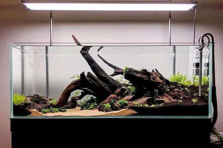 aquarium sand , gravel, aquarium live plants , aquarium soil, fishes — photo 8