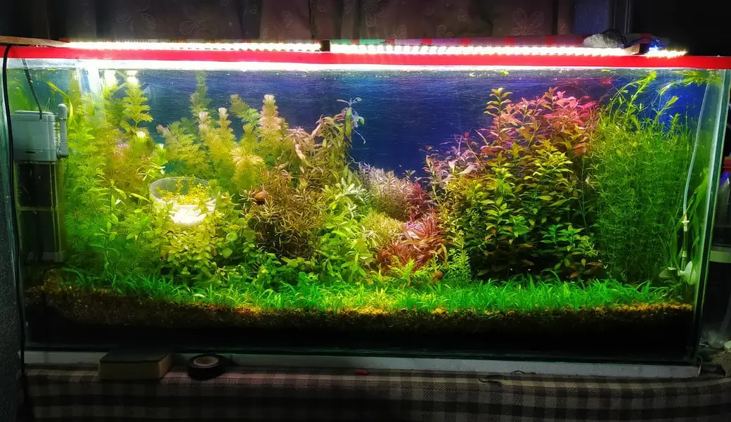 aquarium sand , gravel, aquarium live plants , aquarium soil, fishes — photo 10