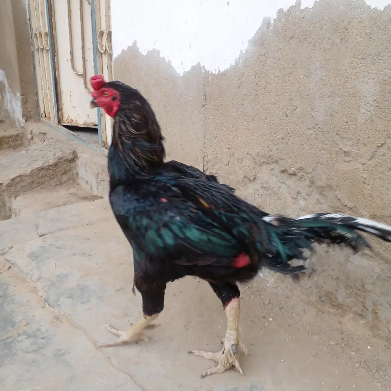 pakoya Murga or Murgi Mianwali 03128262185