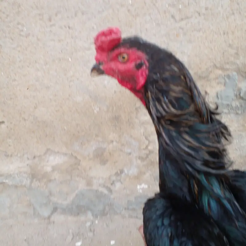 pakoya Murga or Murgi Mianwali 03128262185 — photo 2