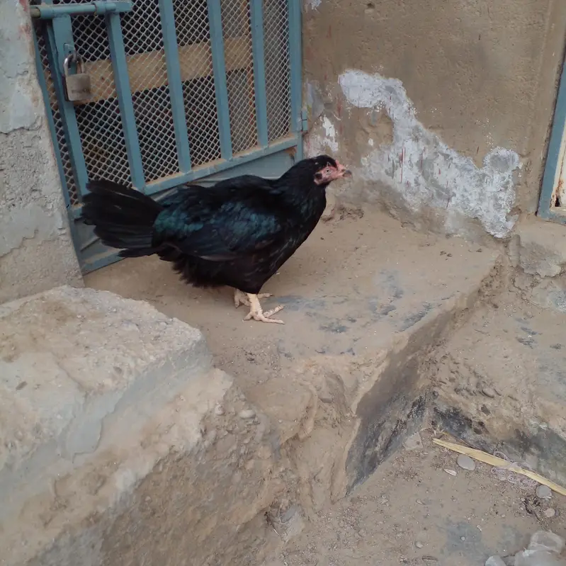 pakoya Murga or Murgi Mianwali 03128262185 — photo 3