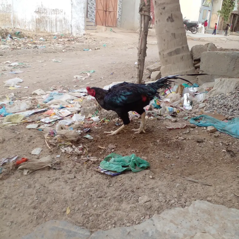 pakoya Murga or Murgi Mianwali 03128262185 — photo 4