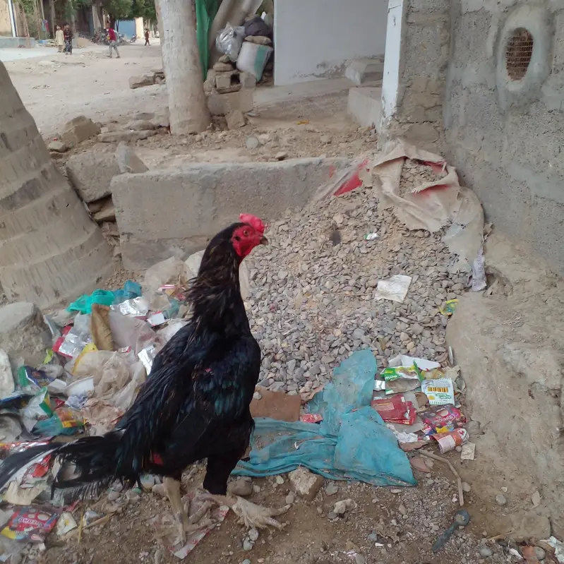 pakoya Murga or Murgi Mianwali 03128262185 — photo 5