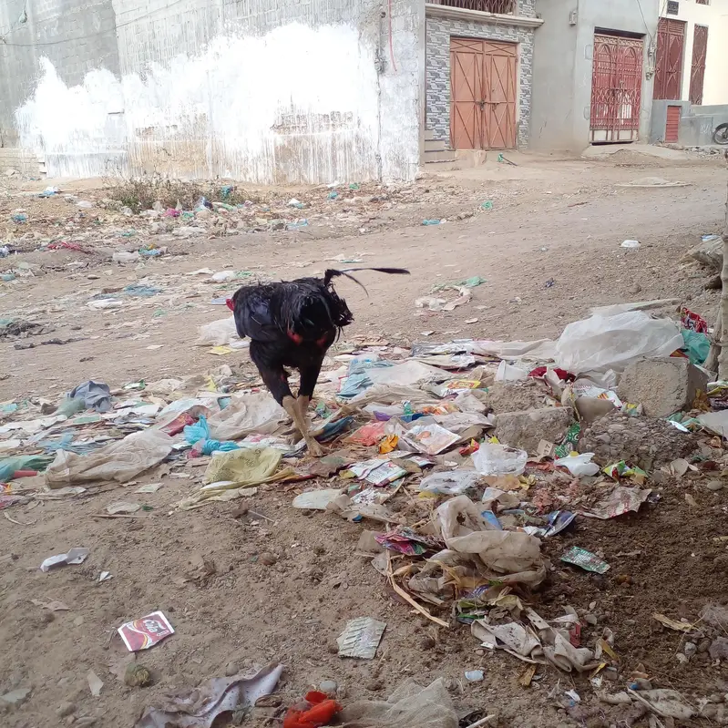 pakoya Murga or Murgi Mianwali 03128262185 — photo 7