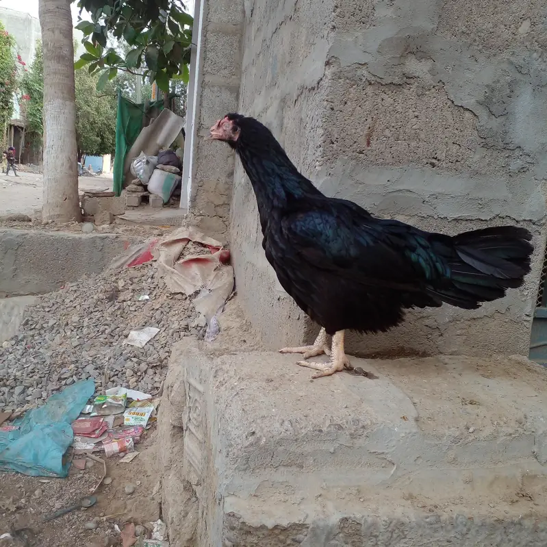 pakoya Murga or Murgi Mianwali 03128262185 — photo 8