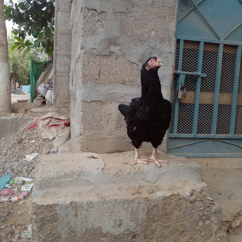 pakoya Murga or Murgi Mianwali 03128262185 — photo 9