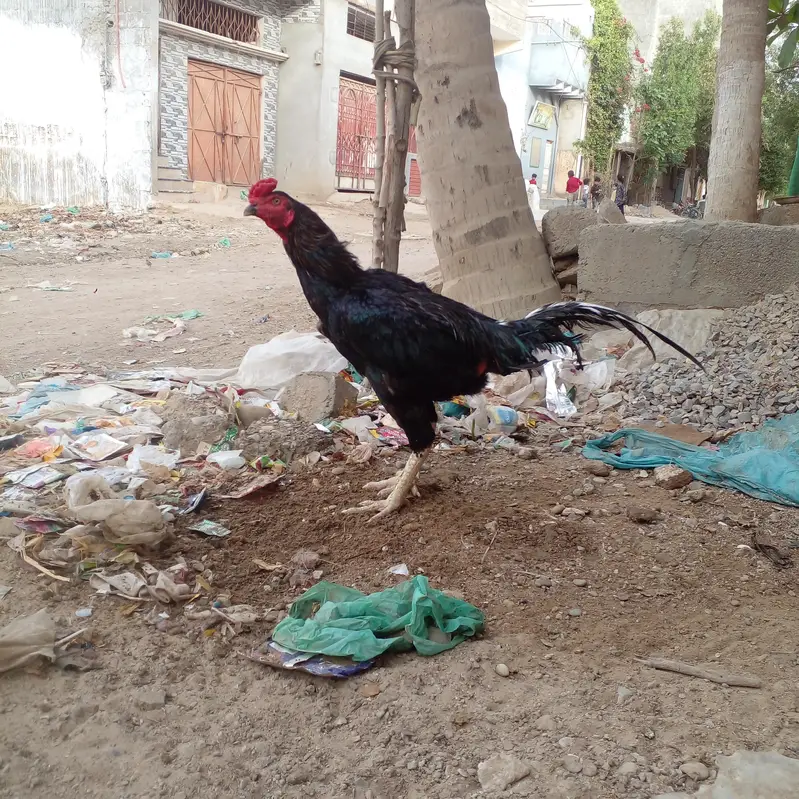 pakoya Murga or Murgi Mianwali 03128262185 — photo 10