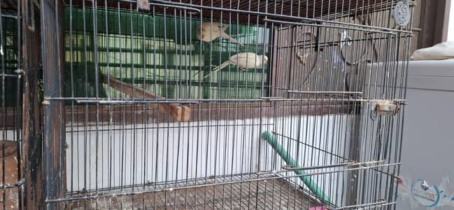 Australian Parrots for sale with cages